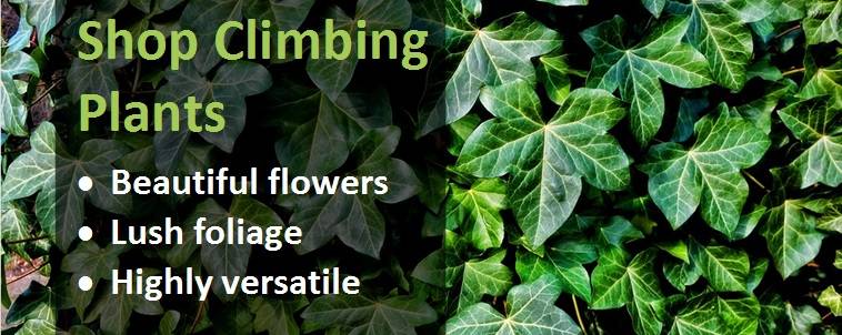 Shop climbing plants